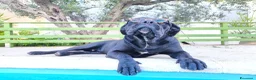 Cane Corso cani in regalo: Cucciolone corso marchio a Libero consorzio comunale di Trapani - Annuncio 2