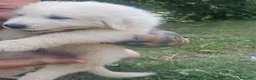 Pastore Abbruzzese Maremmano cani in vendita: Vendesi cuccioli Pastore Maremmano Abruzzese - Annuncio 6