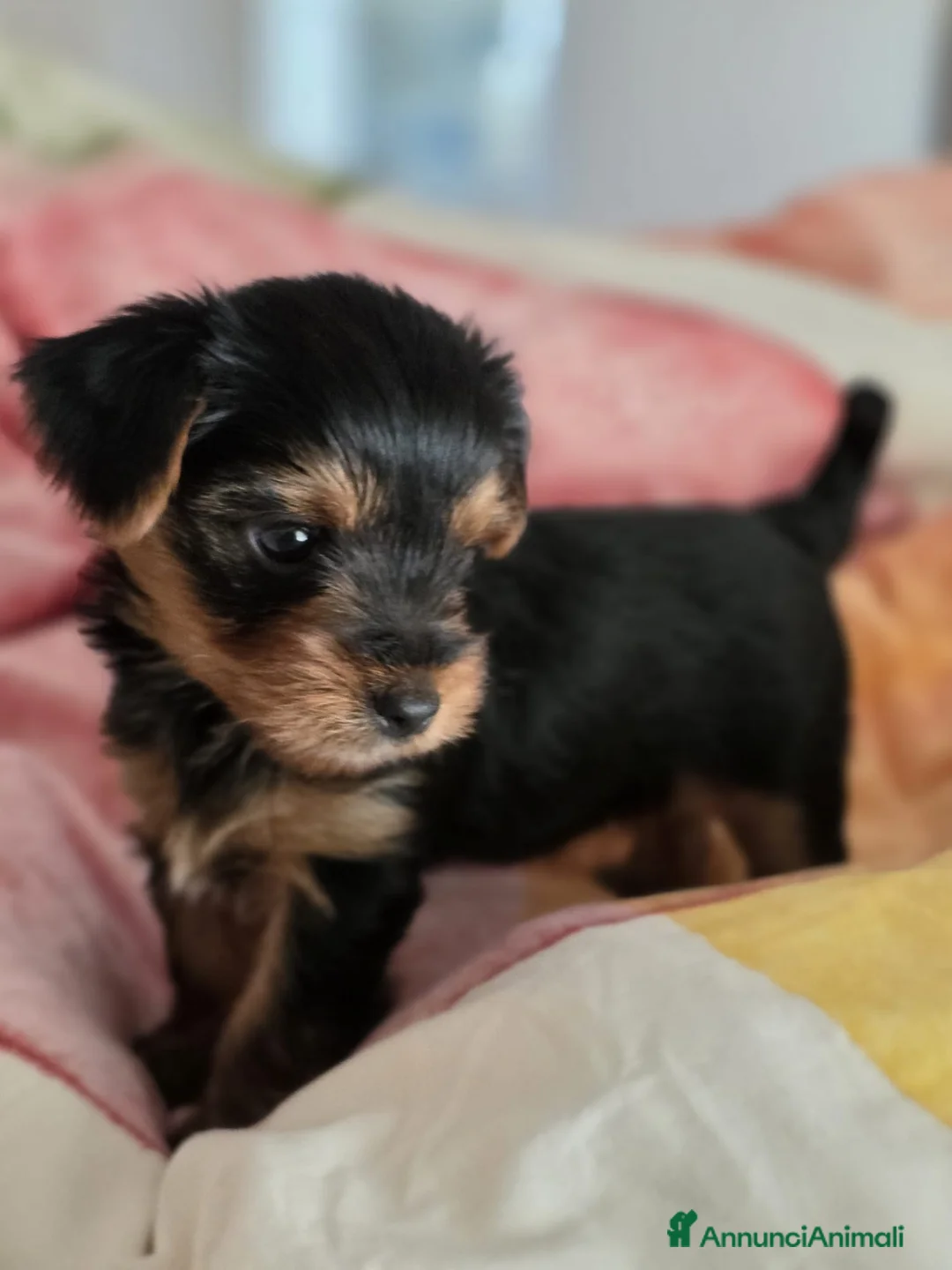 Yorkshire cani in vendita: Yorkshire  - Annuncio 5