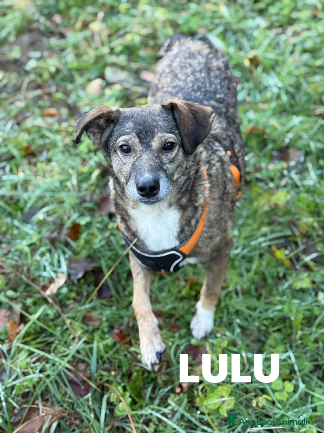 Meticcio cani in regalo: LULU, tenerissima piccoletta cerca famiglia! - Annuncio 4