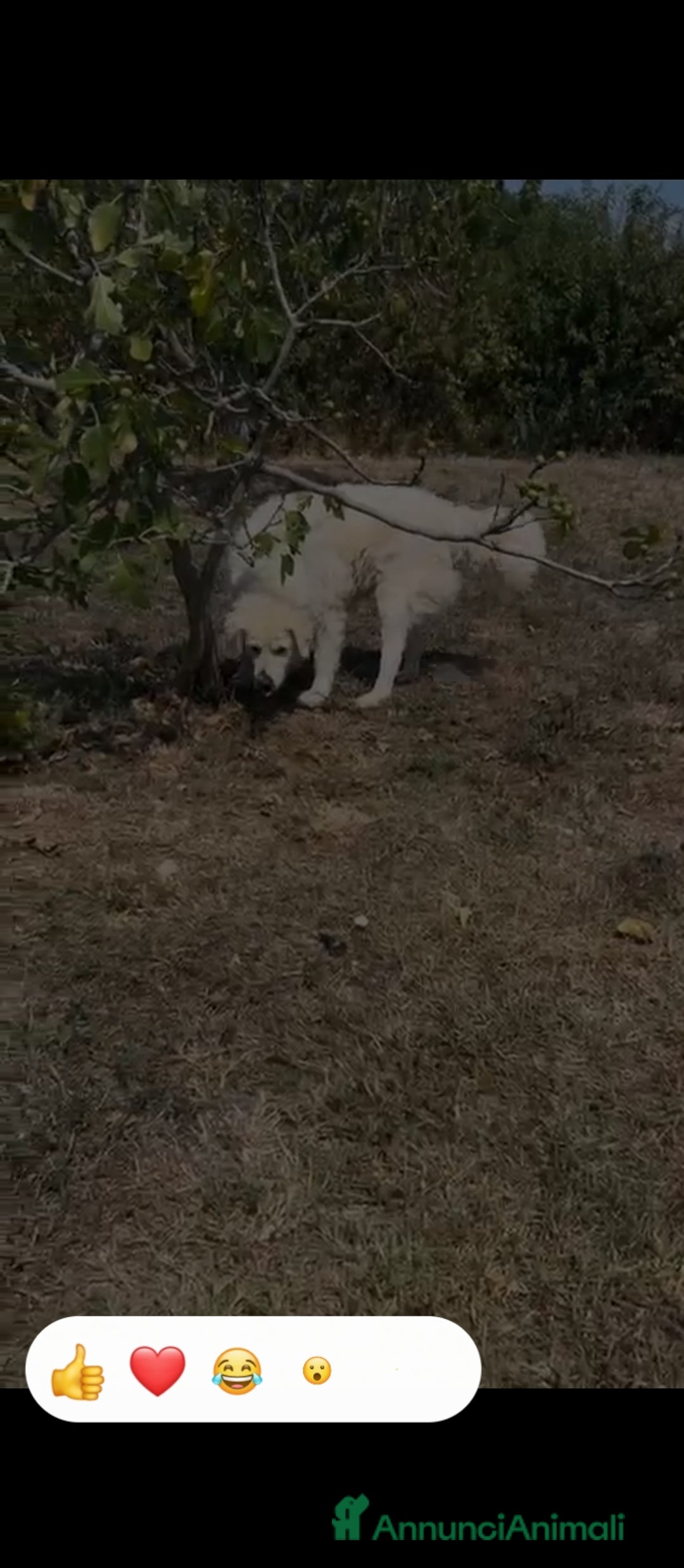 Meticcio cani in regalo: Fiammotta: pastora giovane, bella e fiera - Annuncio 2