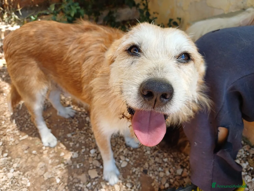 Meticcio cani in regalo: GENNARO - 5 anni – Taglia media - Annuncio 2