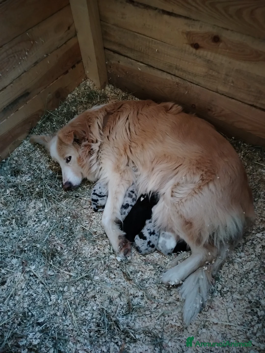 Border Collie cani in vendita:  Cucciolo di Border Collie  - Annuncio 2