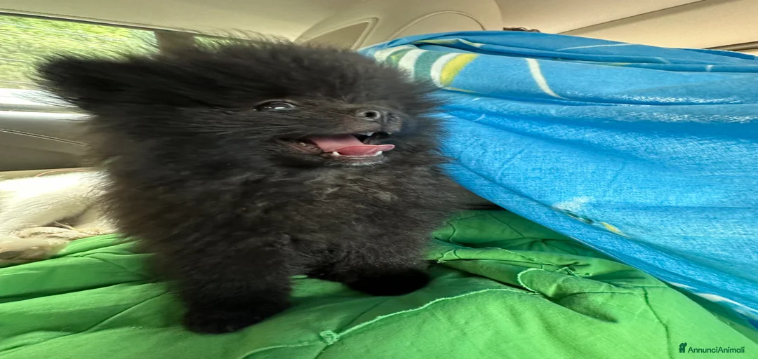 Immagine della galleria {{count}}