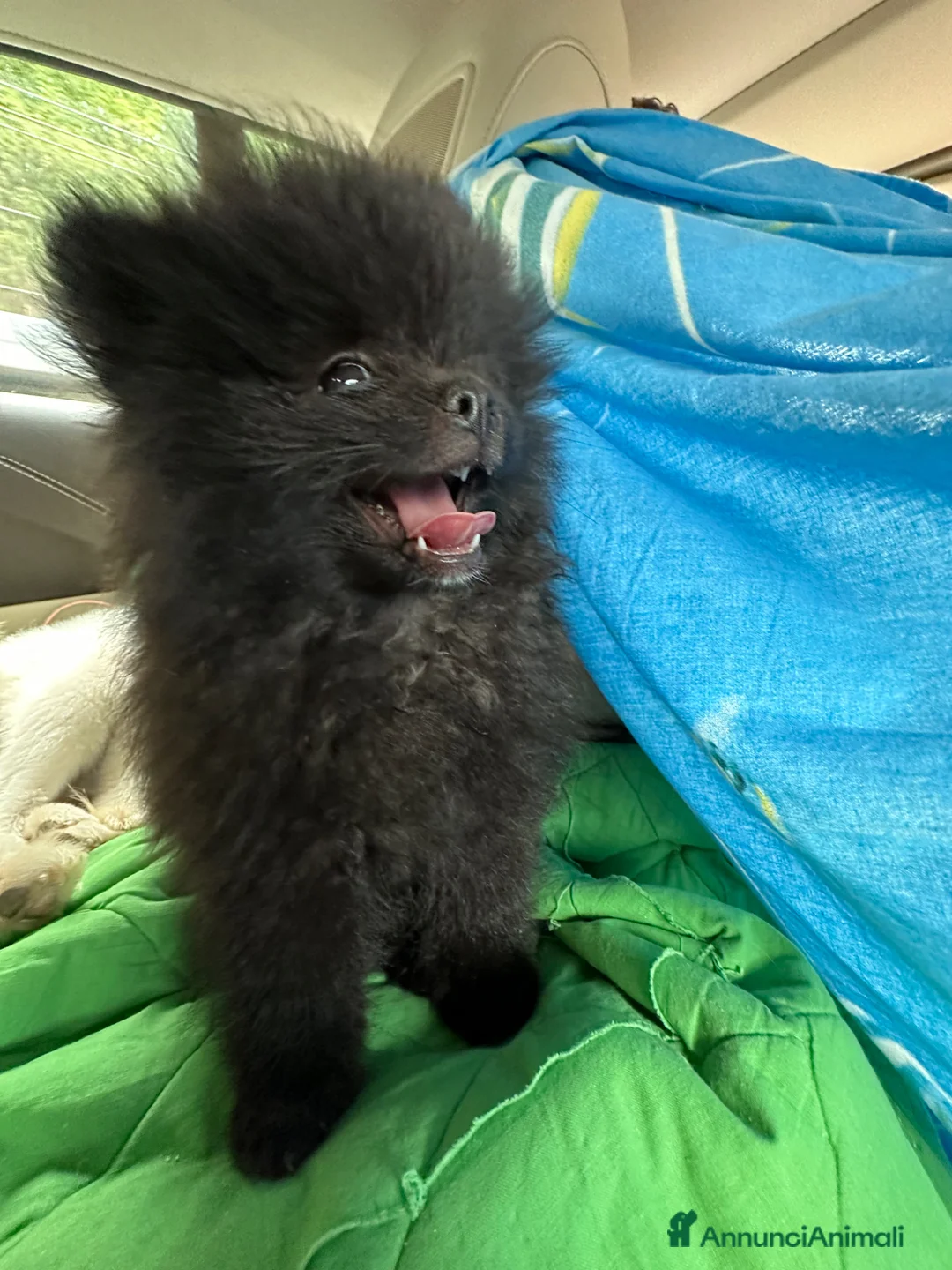 Immagine della galleria {{count}}