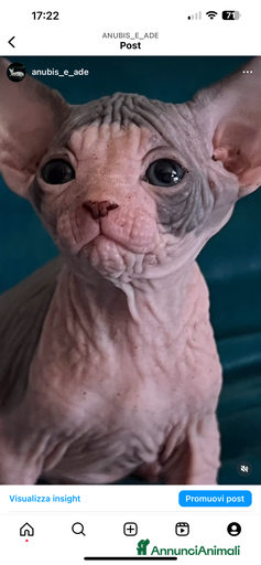 Immagine della galleria {{count}}