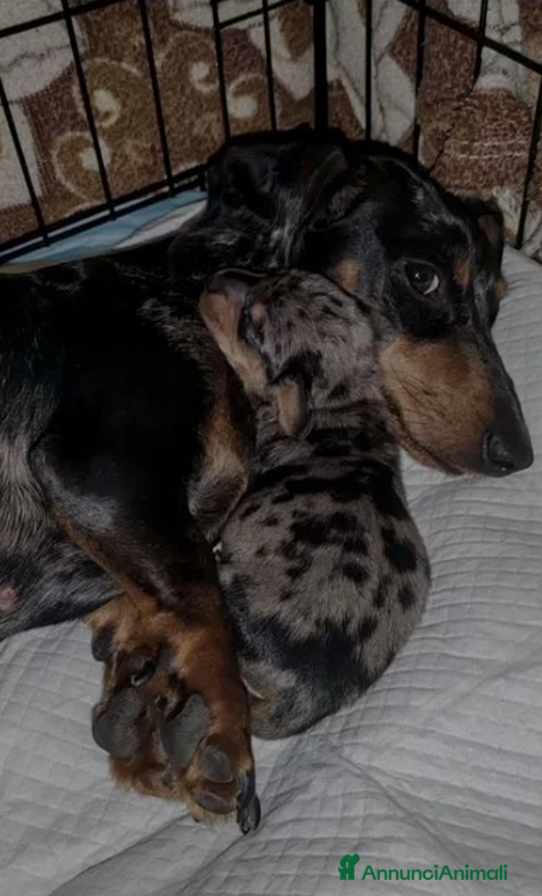 Bassotto cani in vendita: Bassotti Cuccioli - Immagine 7