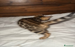 Bengala gatti in vendita: Cucciole di Bengal con Pedigree a Provincia di Asti - Immagine 16