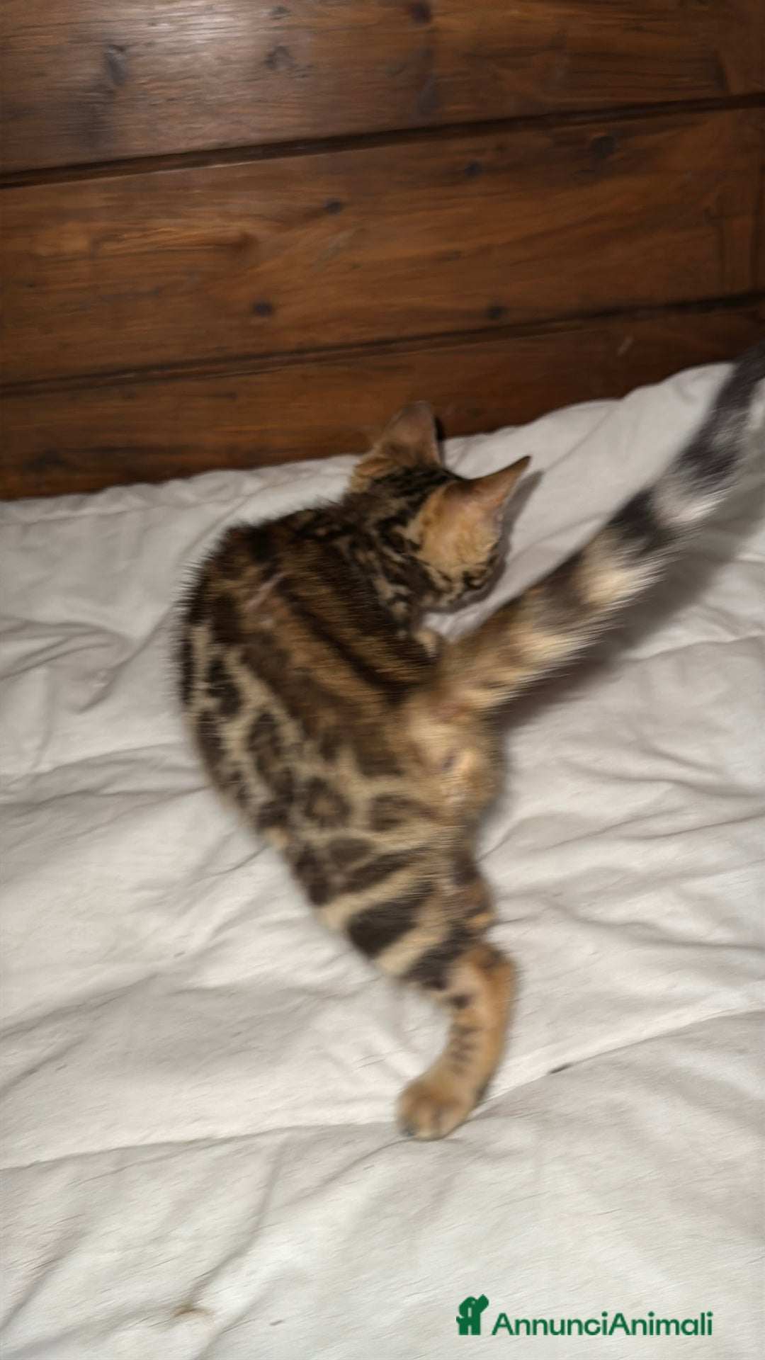 Bengala gatti in vendita: Cucciole di Bengal con Pedigree a Provincia di Asti - Immagine 16