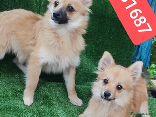 Spitz cani SPITZ TEDESCO PICCOLO cuccioloni recupero spese - Annuncio 2