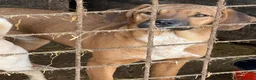 Meticcio cani in regalo: TOM & TINO, buffissimi cuccioli orecchie lunghe! - Annuncio 10