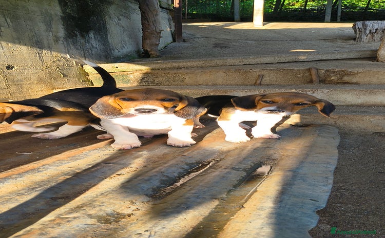 Beagle cani Vendo cuccioli di Beagle  - Annuncio 3