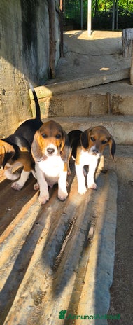 Beagle cani Vendo cuccioli di Beagle - Annuncio 3