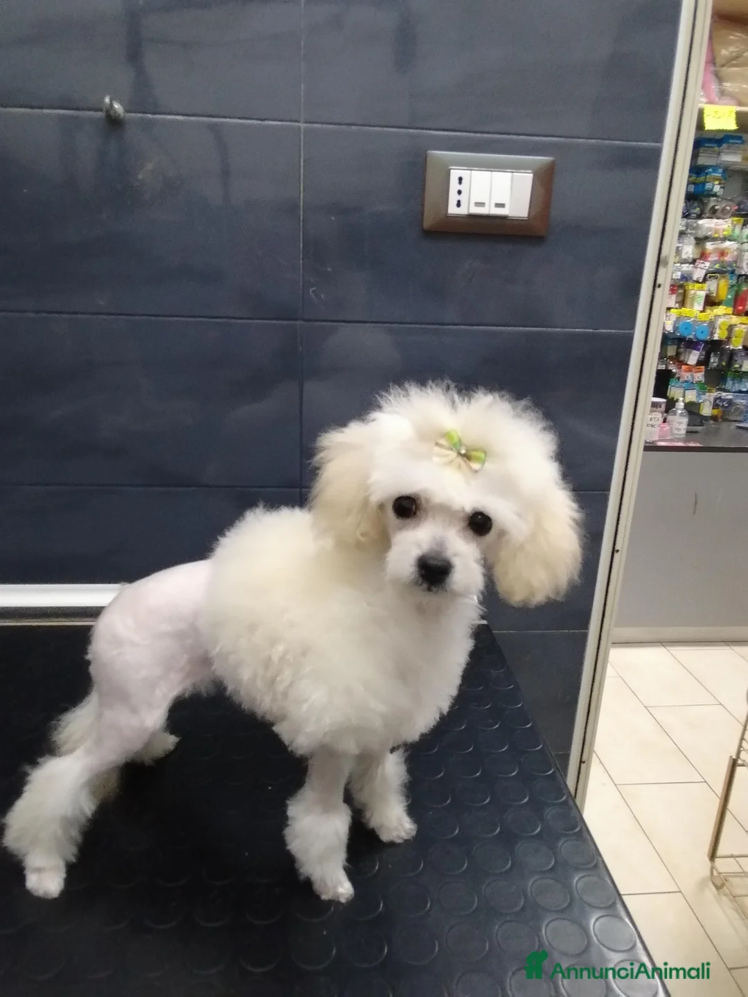 Barboncino Toy cani in vendita: Ultimo cucciolo di barboncino toy bianco - Annuncio 5