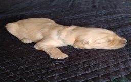 Golden Retriever cani in vendita: Cuccioli golden retrievers  a Metropolitan City of Cagliari - Immagine 4
