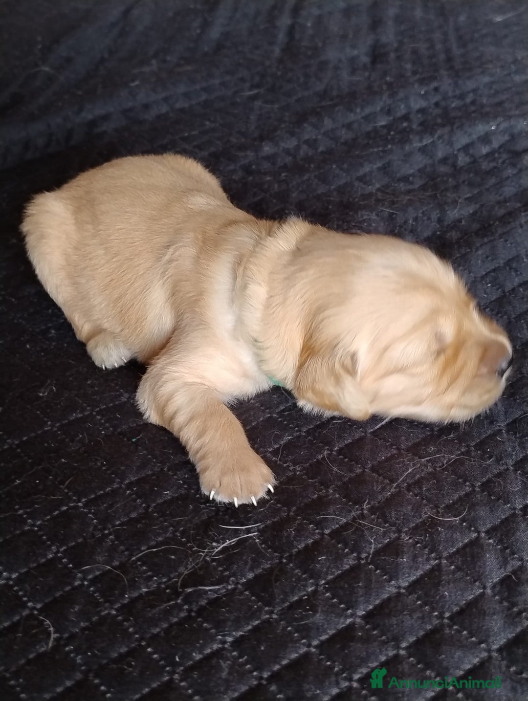 Golden Retriever cani in vendita: Cuccioli golden retrievers  a Metropolitan City of Cagliari - Immagine 4