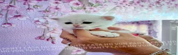 British gatti in vendita: Cuccioli di Brisith Shorthair con Pedigree - Annuncio 1