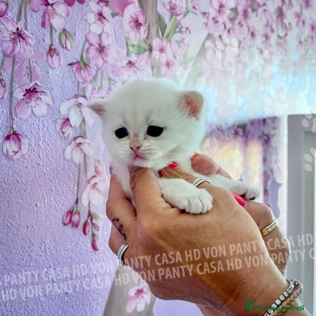 British gatti in vendita: Cuccioli di Brisith Shorthair con Pedigree - Annuncio 1