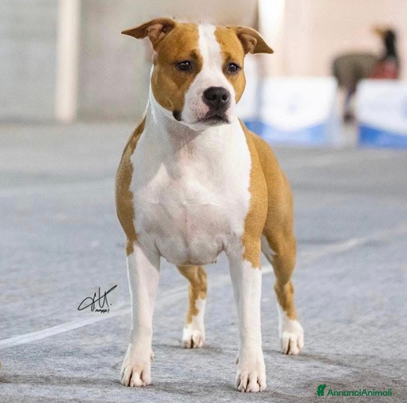 American Staffordshire cani Cuccioli American Staffordshire Terrier  - Annuncio 15