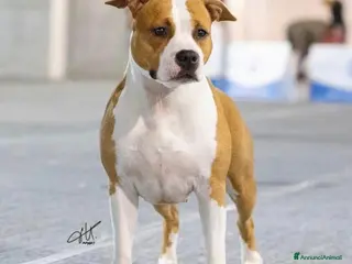 American Staffordshire cani Cuccioli American Staffordshire Terrier - Annuncio 15