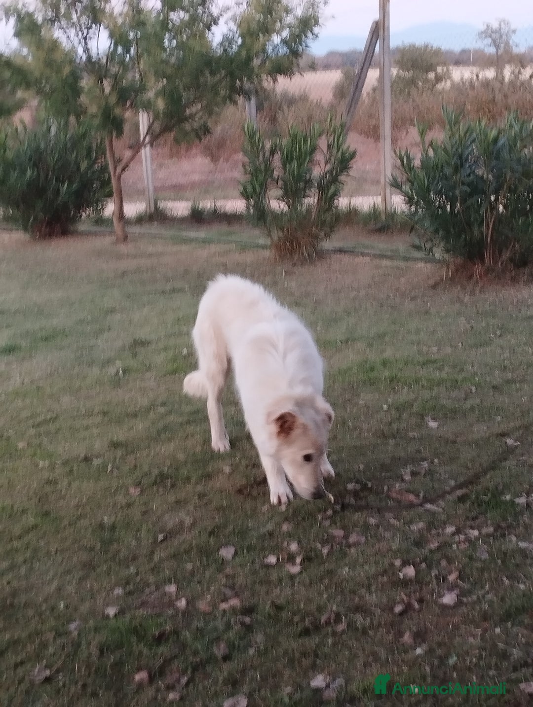 Pastore Maremmano cani in regalo: Simpatico derek - Annuncio 6