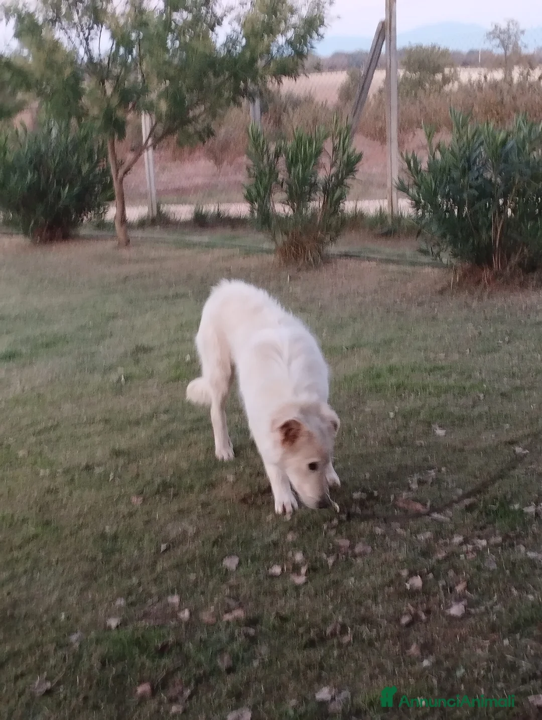 Pastore Maremmano cani in regalo: Simpatico derek - Annuncio 6