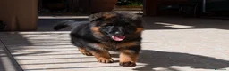 Pastore Tedesco cani in vendita: Allevamento di Terra Scura a Provincia di Salerno - Annuncio 15