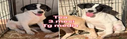 Meticcio cani in regalo: CUCCIOLI SOLI ED ESCLUSI  a Città Metropolitana di Genova - Annuncio 7
