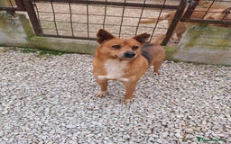 Altre razze cani in regalo: pingu in adozione - Immagine 4