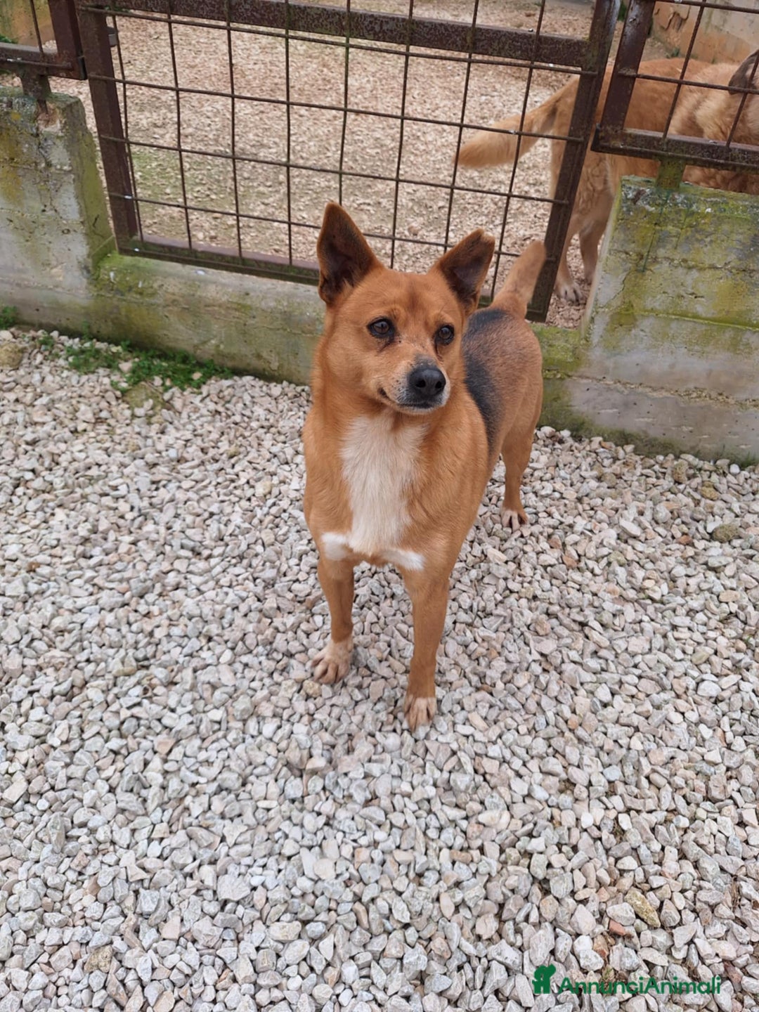 Altre razze cani in regalo: pingu in adozione - Annuncio 4