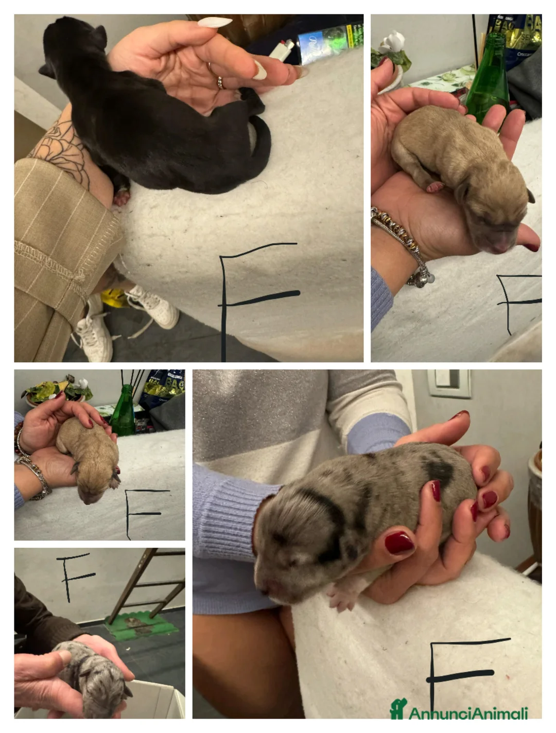 Meticcio cani in regalo: CUCCIOLI a Provincia di Brescia - Annuncio 4