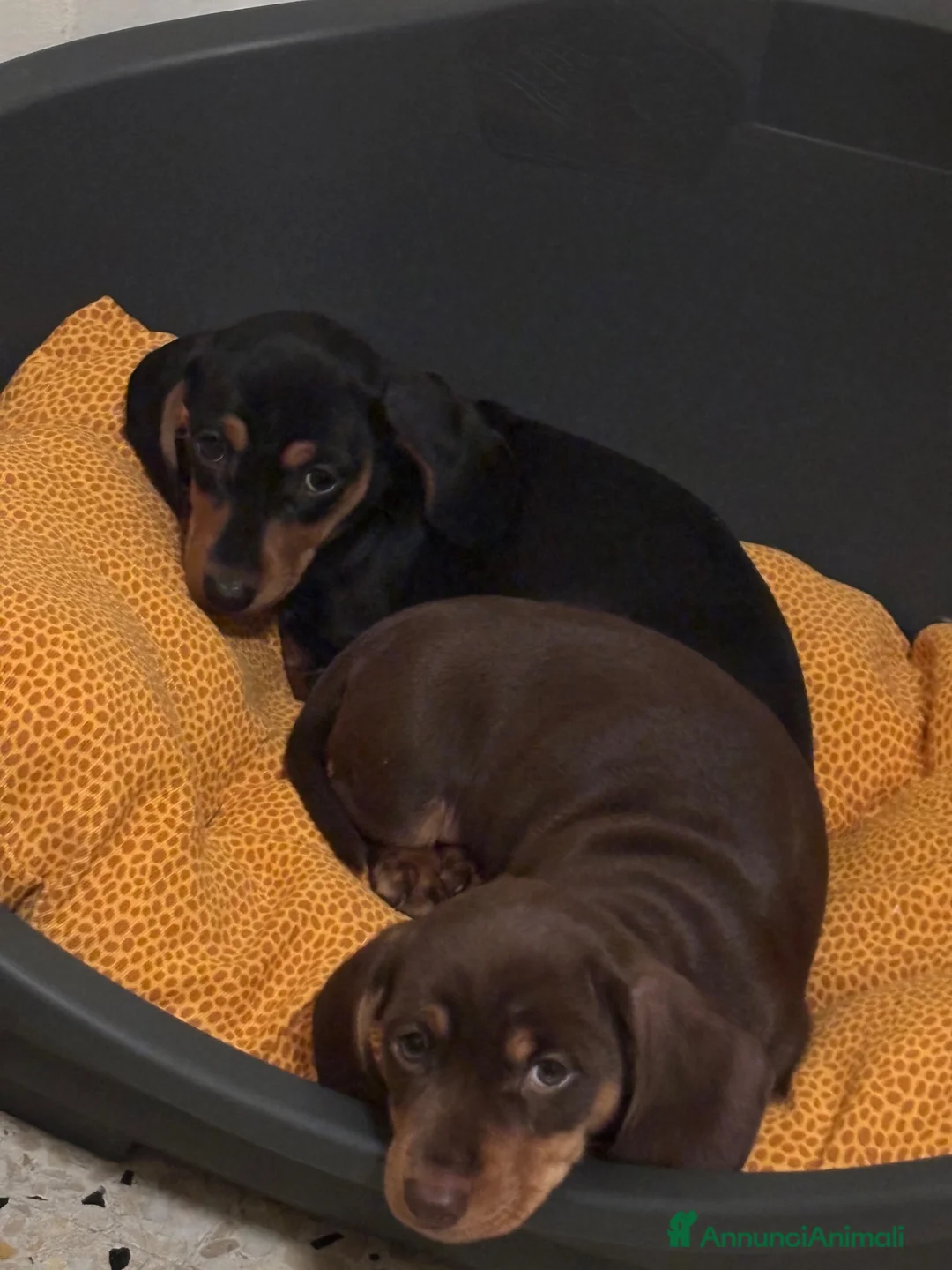 Bassotto Nano cani in vendita: Bassotto nano - Annuncio 3
