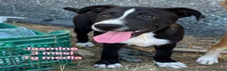 Meticcio cani in regalo: CUCCIOLI IN CERCA D'AMORE  a Provincia di Prato - Annuncio 4