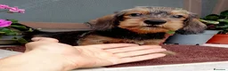 Bassotto cani in vendita: Bassotto pelo duro nano con pedigree  - Annuncio 5