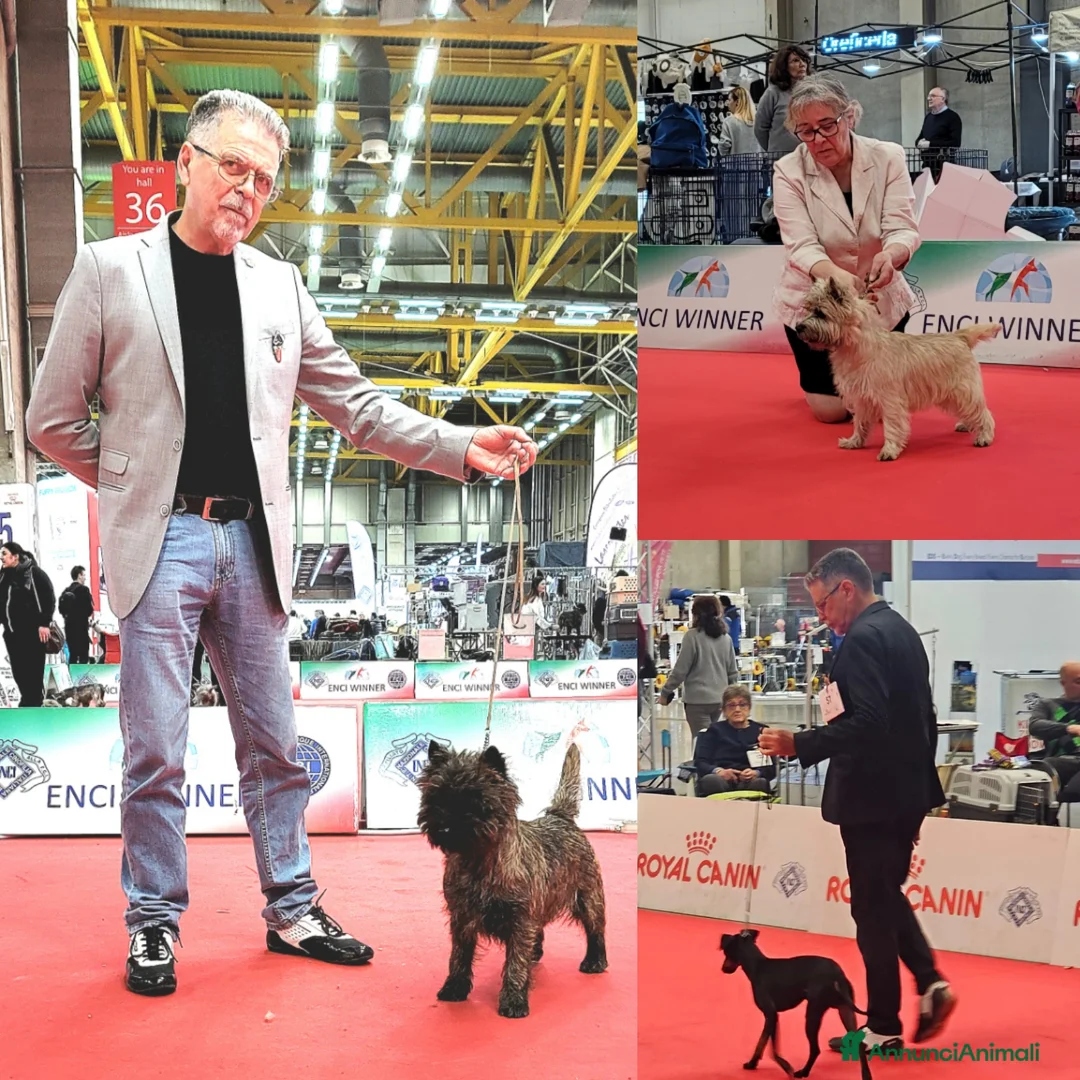 Immagine della galleria {{count}}