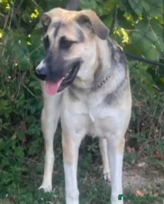 Meticcio cani Pastorina 1anno A BREVE IN CANILE! SOS VENEZIA - Annuncio 2