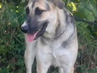 Meticcio cani Pastorina 1anno A BREVE IN CANILE! SOS VENEZIA - Annuncio 2