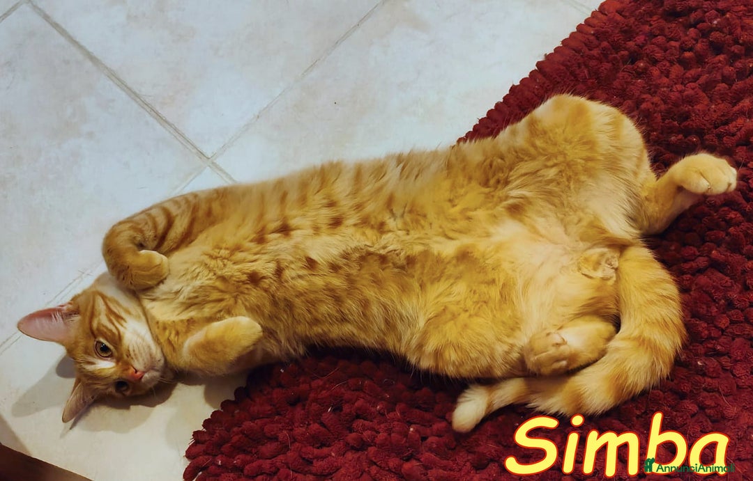 Europeo gatti in regalo: È ARRIVATO SIMBA! 🧡 - Annuncio 2