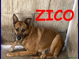 Meticcio cani ZICO timido lupacchiotto - Annuncio 40