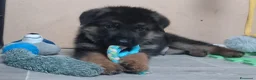 Pastore Tedesco cani in vendita: Cucciolo di pastore tedesco a Provincia di Pavia - Annuncio 1