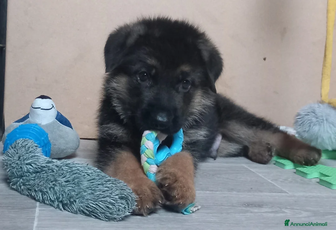 Pastore Tedesco cani in vendita: Cucciolo di pastore tedesco a Provincia di Pavia - Annuncio 1