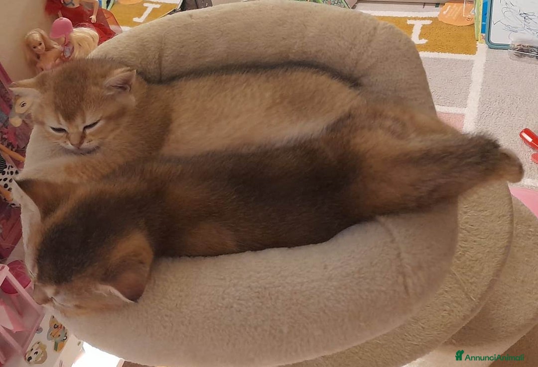 Scottish gatti in vendita: Gattini Scottish Straight - Maschio e Femmina - Annuncio 3