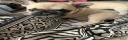 Bulldog Francese cani in vendita: Bulldog francesi  a Libero consorzio comunale di Agrigento - Annuncio 6