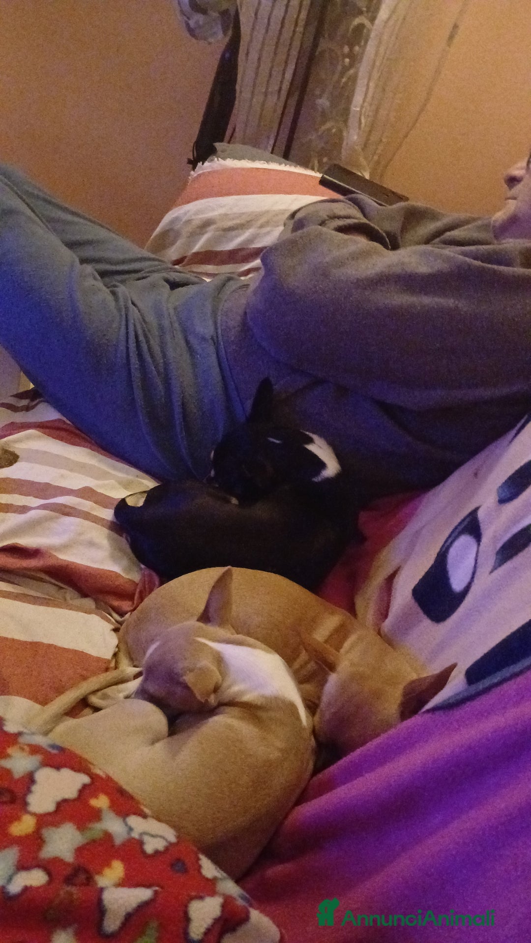 Chihuahua cani in vendita: Cuccioli chihuahua - Annuncio 15