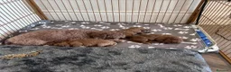 Barboncino Toy cani in vendita:  3 Adorabili Barboncini Toy a Città metropolitana di Milano - Annuncio 4