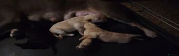 Bulldog Francese cani in regalo: Incrocio di bouldog francese / barboncino - Annuncio 8