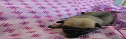 Carlino cani in vendita: Cuccioli carlino con pedigree ENCI  - Annuncio 5