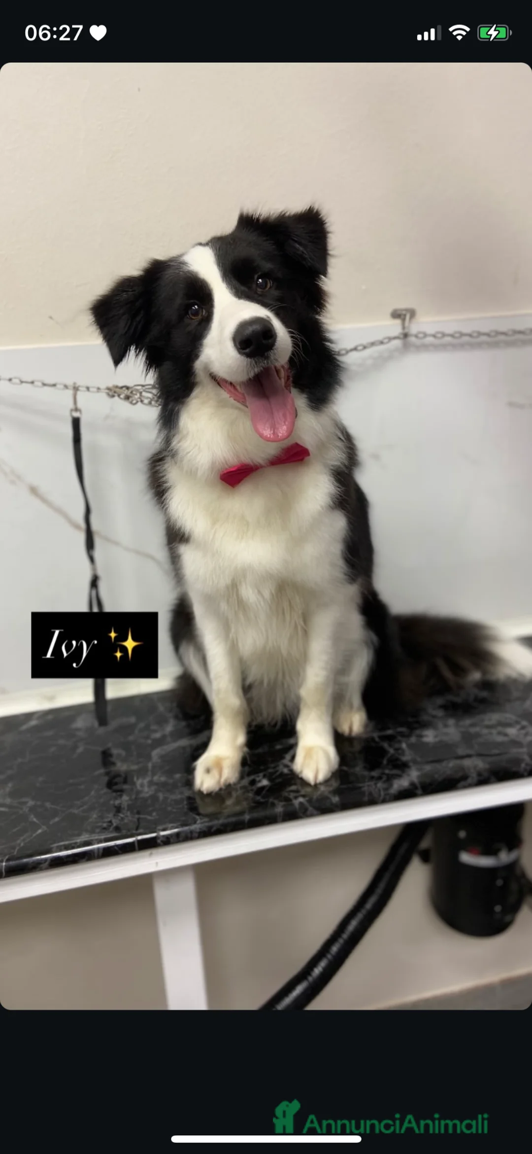 Border Collie cani in vendita: ULTIMA CUCCIOLA BORDER COLLIE - Annuncio 4