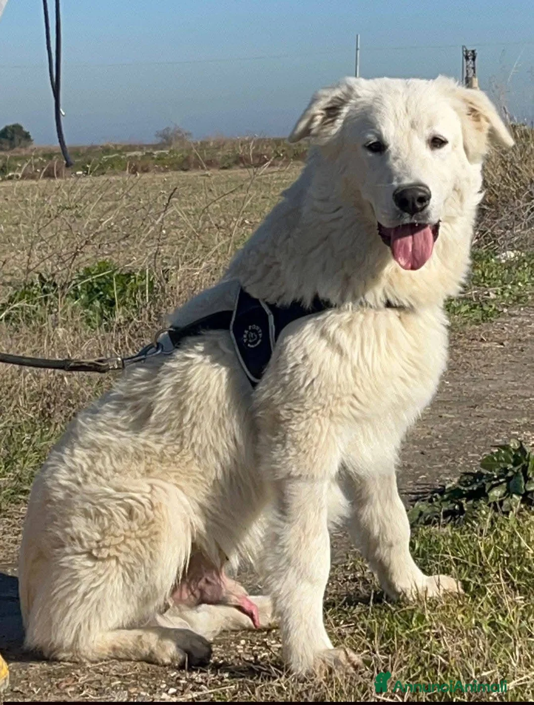 Pastore Maremmano cani in regalo: Peppe - Annuncio 13