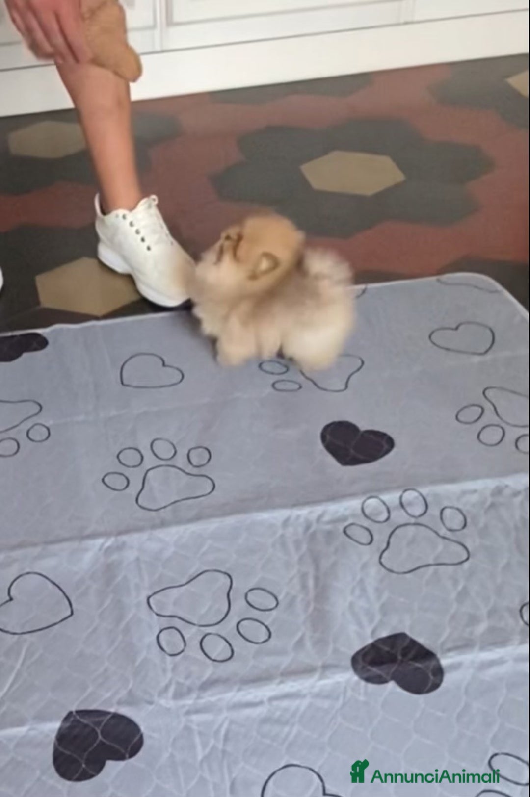 Volpino Pomerania cani in vendita: MINI Pomerania alta qualità con Pedigree ENCI a Città metropolitana di Roma Capitale - Immagine 2